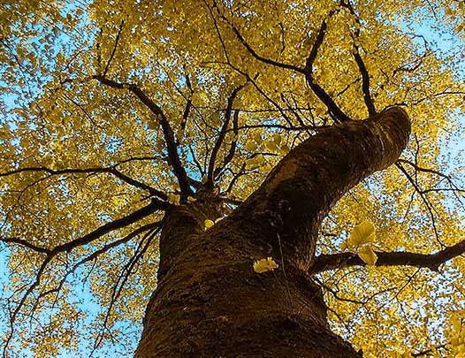 Породы дерева для дизайнерских считывателей Eywa